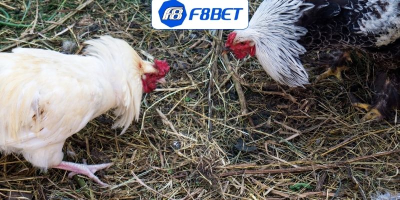 Kinh nghiệm cược gà đá đòn thắng lớn